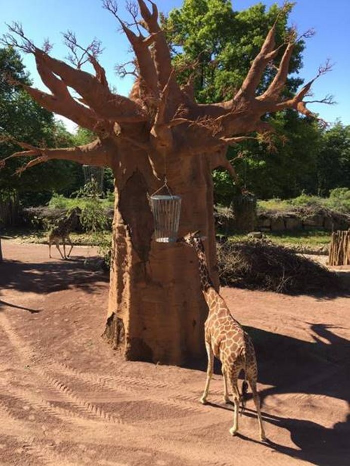 Kago6 Das Bild zeigt eine Giraffe.