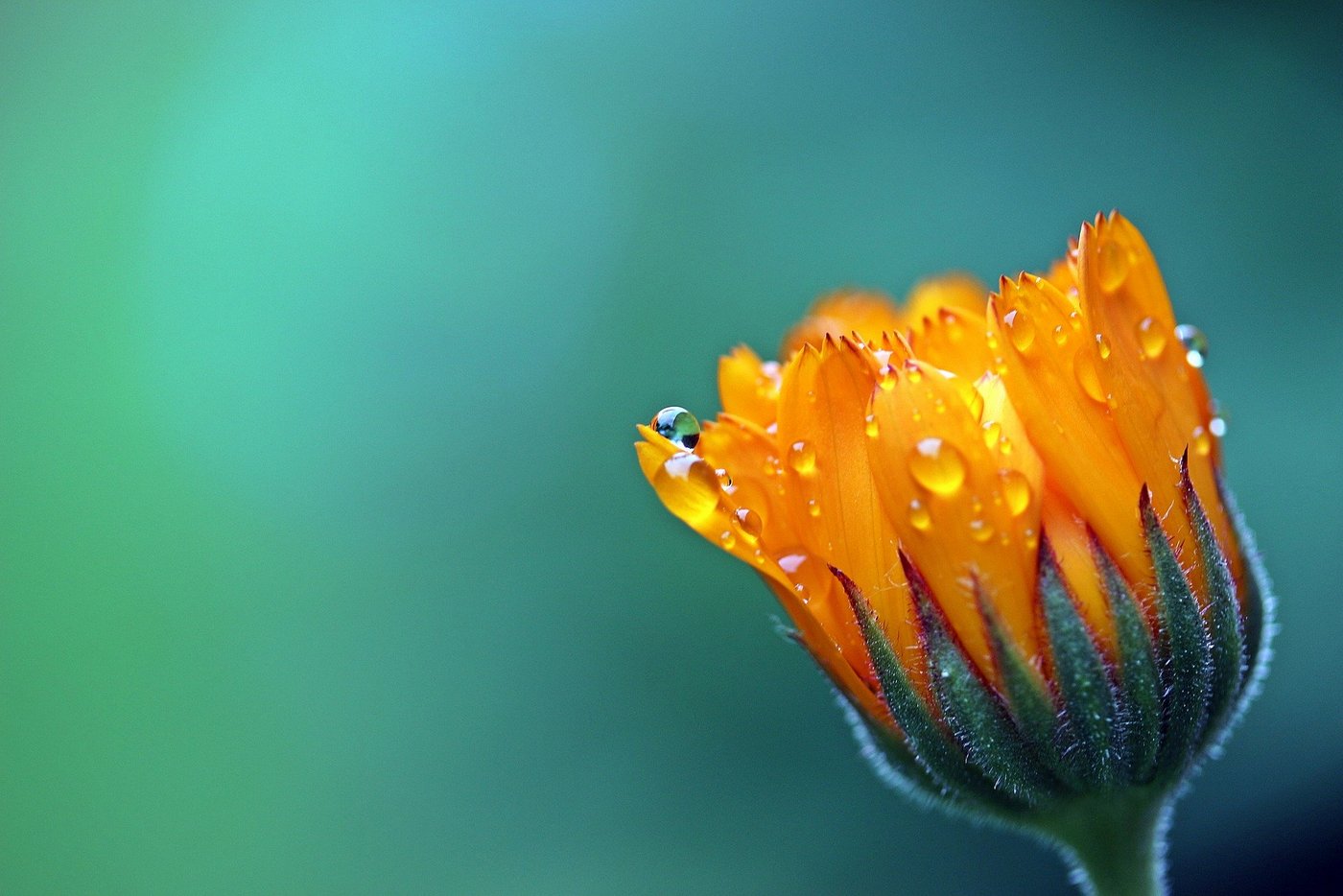 Das Bild zeigt eine Blume.